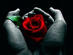 1 rosa 